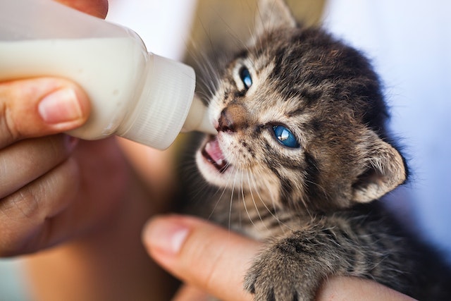 can cat drink cow milk?