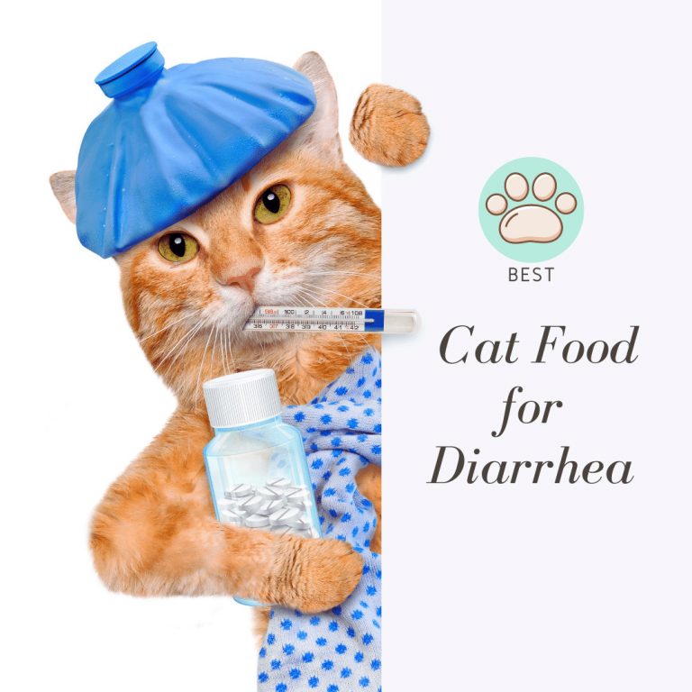 Best Cat Food for Diarrhea