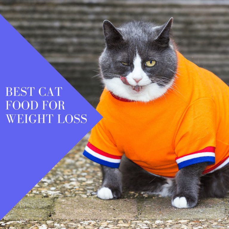 Best Cat Food for Weight Loss