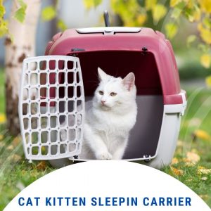 Can A Cat Kitten Sleep in a Carrier Overnight