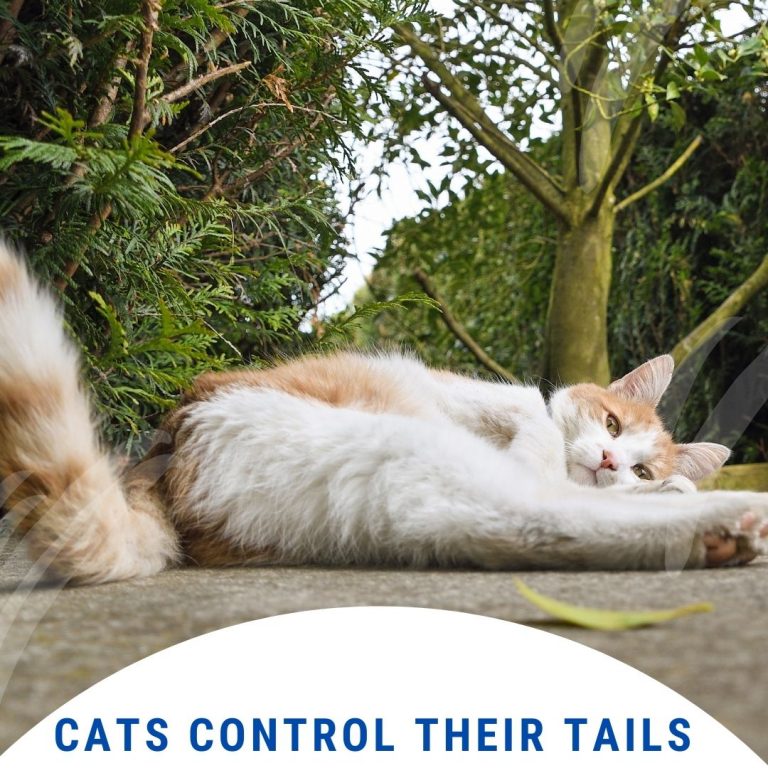 Can Cats Control Their Tails
