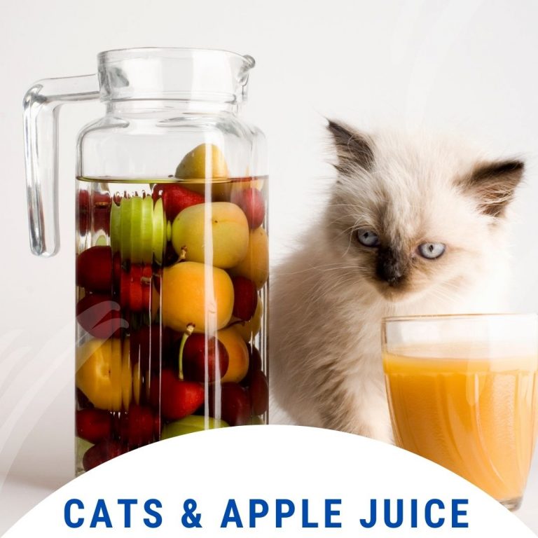 Can Cats Drink Apple Juice