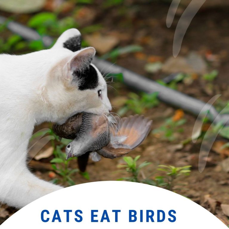 Do Cats Eat Birds