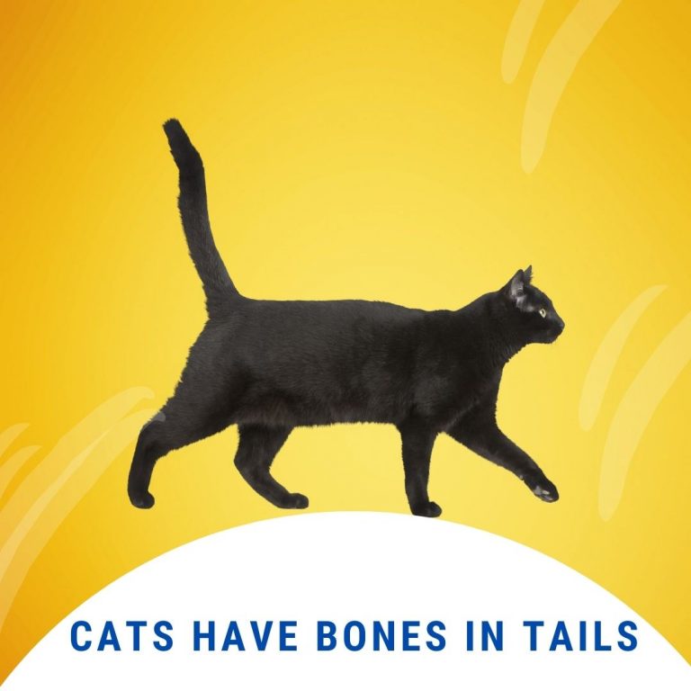Do Cats Have Bones in Their Tails