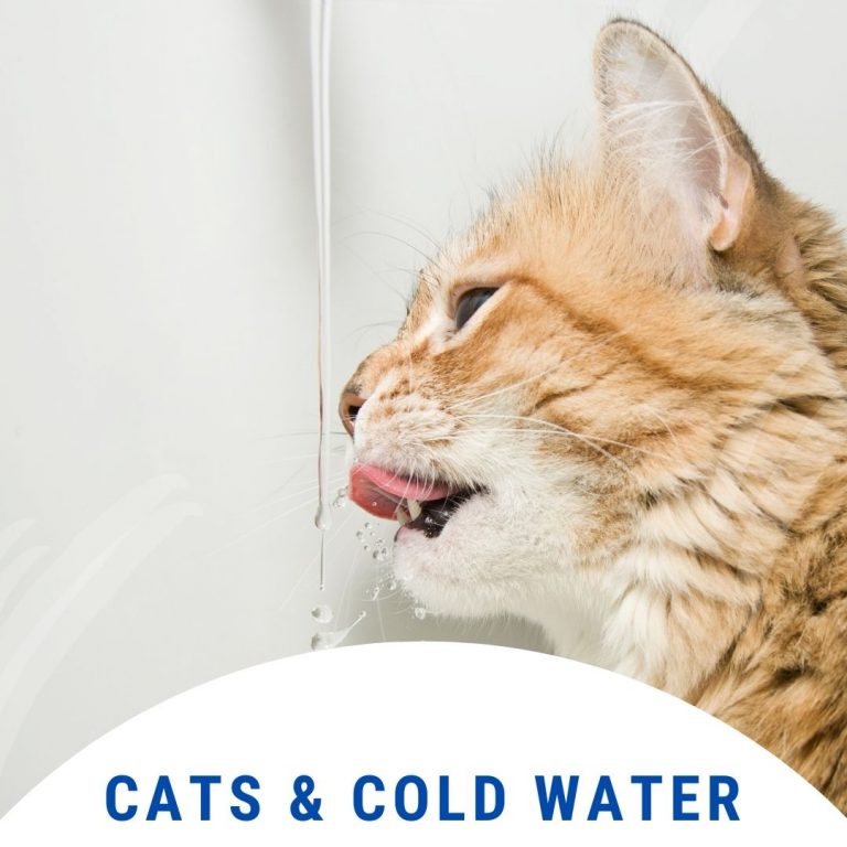 Do Cats like Cold Water