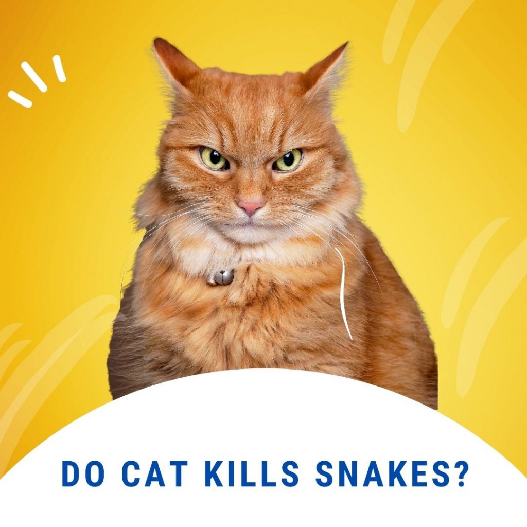 Do cat kills Snakes