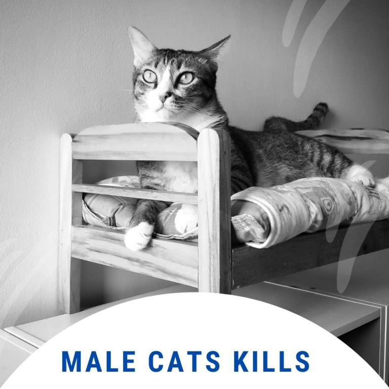 Do male cats kill their kittens