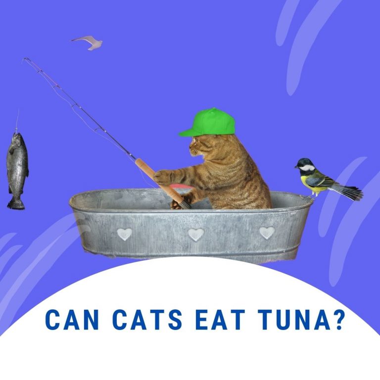 can cats eat tuna in water