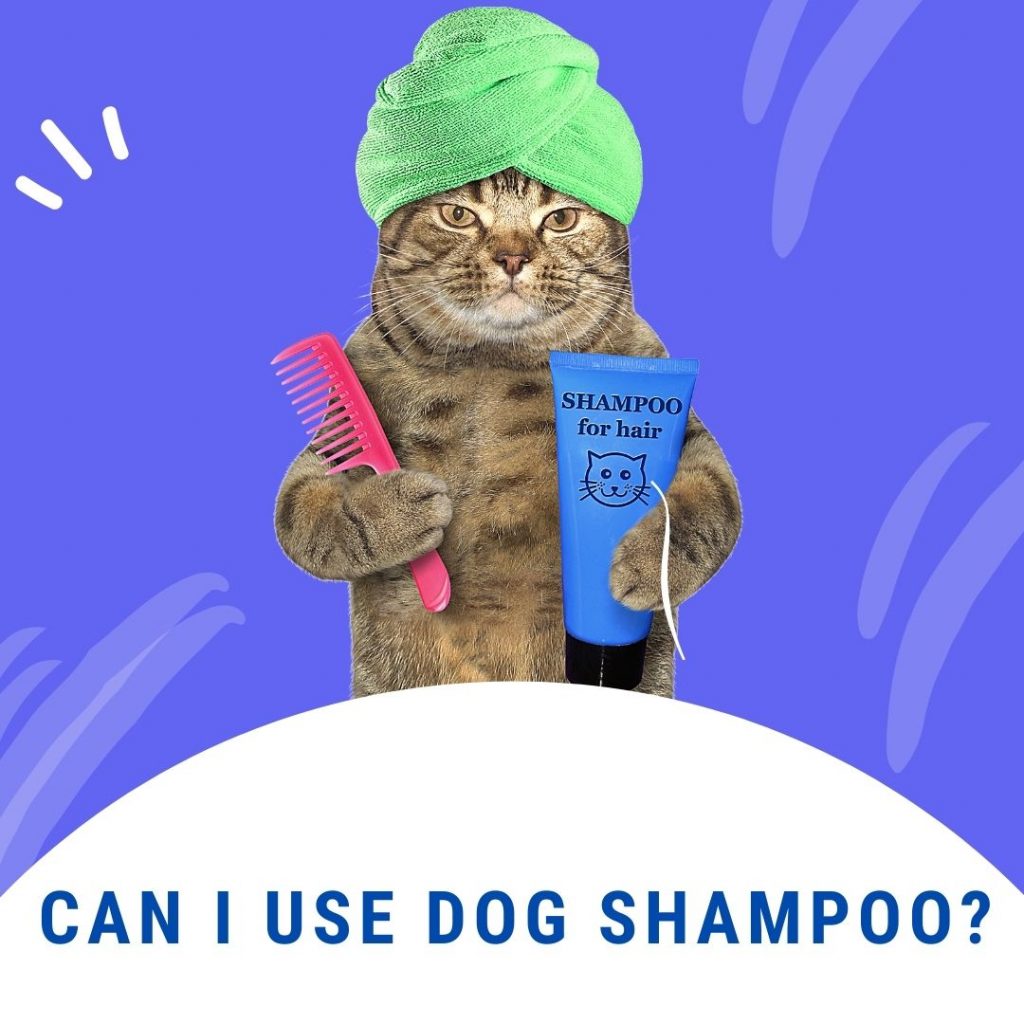 can i use dog shampoo