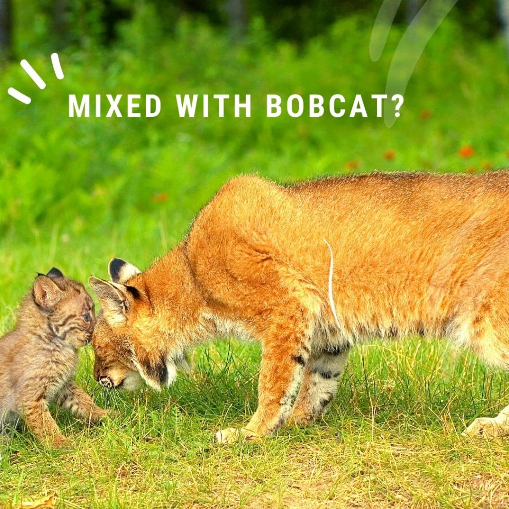 how to tell your cat is mixed with bobcat
