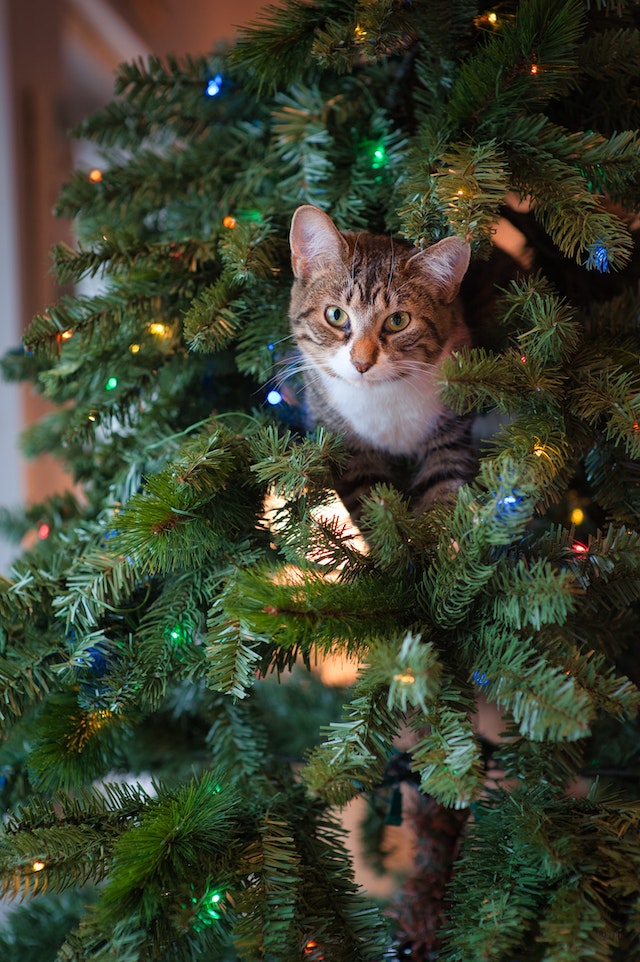 can my cat drink Christmas tree water?