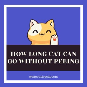 how long a cat can go without peeing?