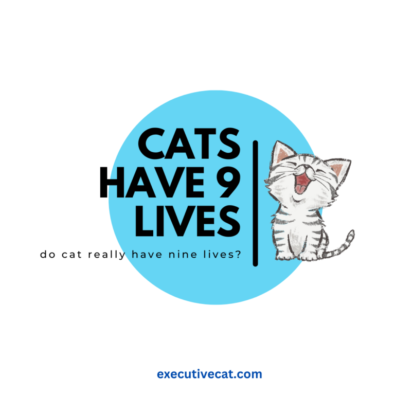 cat have nine lives